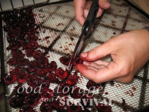 How to dehydrate cherries!  So yummy!