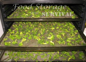 Frozen veggies are perfect for dehydrating! How to dry frozen broccoli!