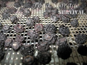 How to Dehydrate Blueberries--Easy and super delicious!  Food Storage and Survival