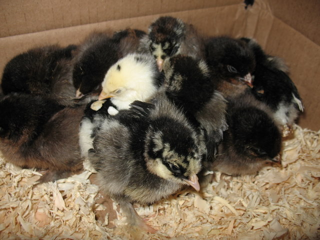 New Chicks!
