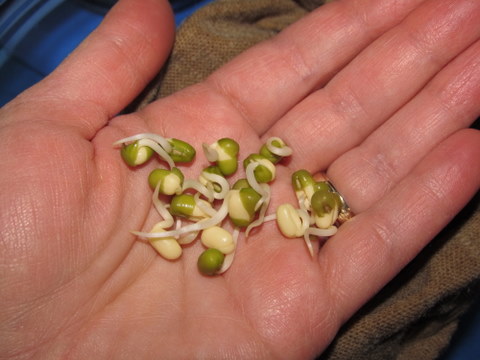 Sprouting Mung Beans Using a Hemp Sprouting Bag