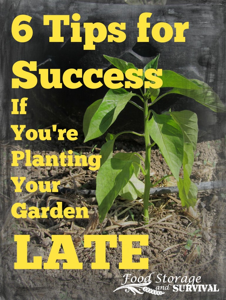 6 Tips for Success if You’re Planting Your Garden Late