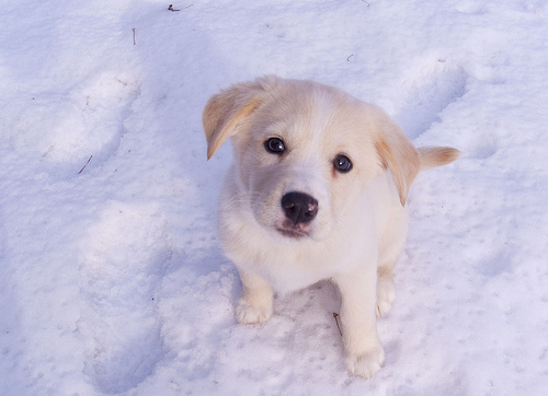 Pooch Preparedness: The Dog Emergency Survival Kit
