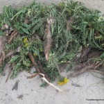 How to Cook Dandelion Roots