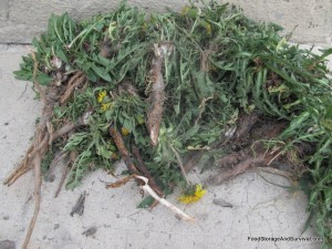 How to cook dandelion roots