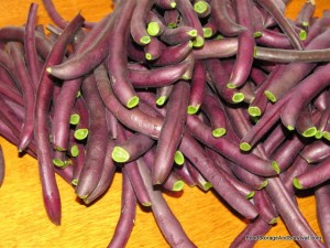 Purple green beans