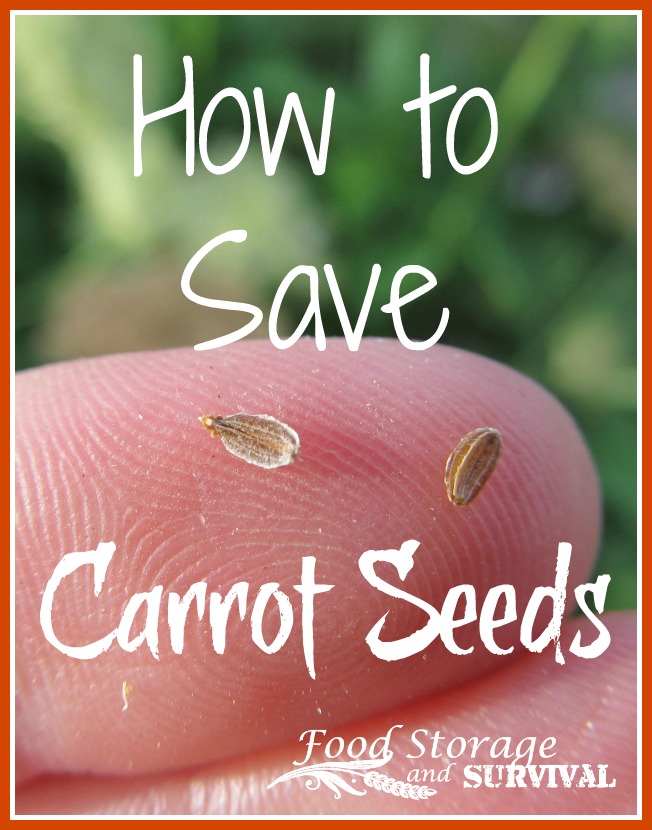 How to Save Carrot Seeds