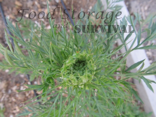 How to save carrot seeds! Food Storage and Survival