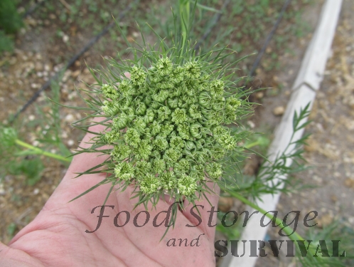 How to save carrot seeds! Food Storage and Survival