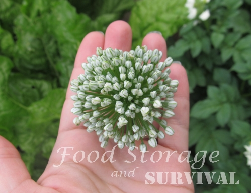 How to Save Onion Seeds!  Food Storage and Survival