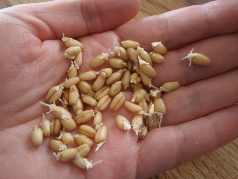 Food Storage and Survival Radio Episode 25: Taking the Mystery Out of Sprouting