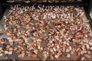 Always have mushrooms on hand by dehydrating them!  Easy step by step guide to dehydrate mushrooms.