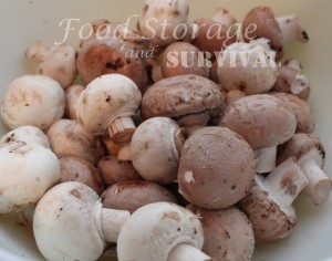 Always have mushrooms on hand by dehydrating them!  Easy step by step guide to dehydrate mushrooms.
