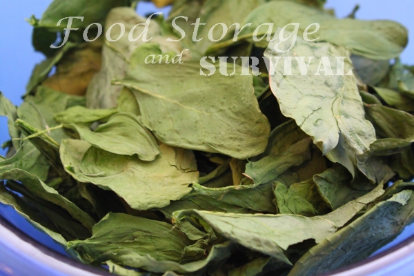 How to Dehydrate Spinach--Great for spinach flakes or powder!