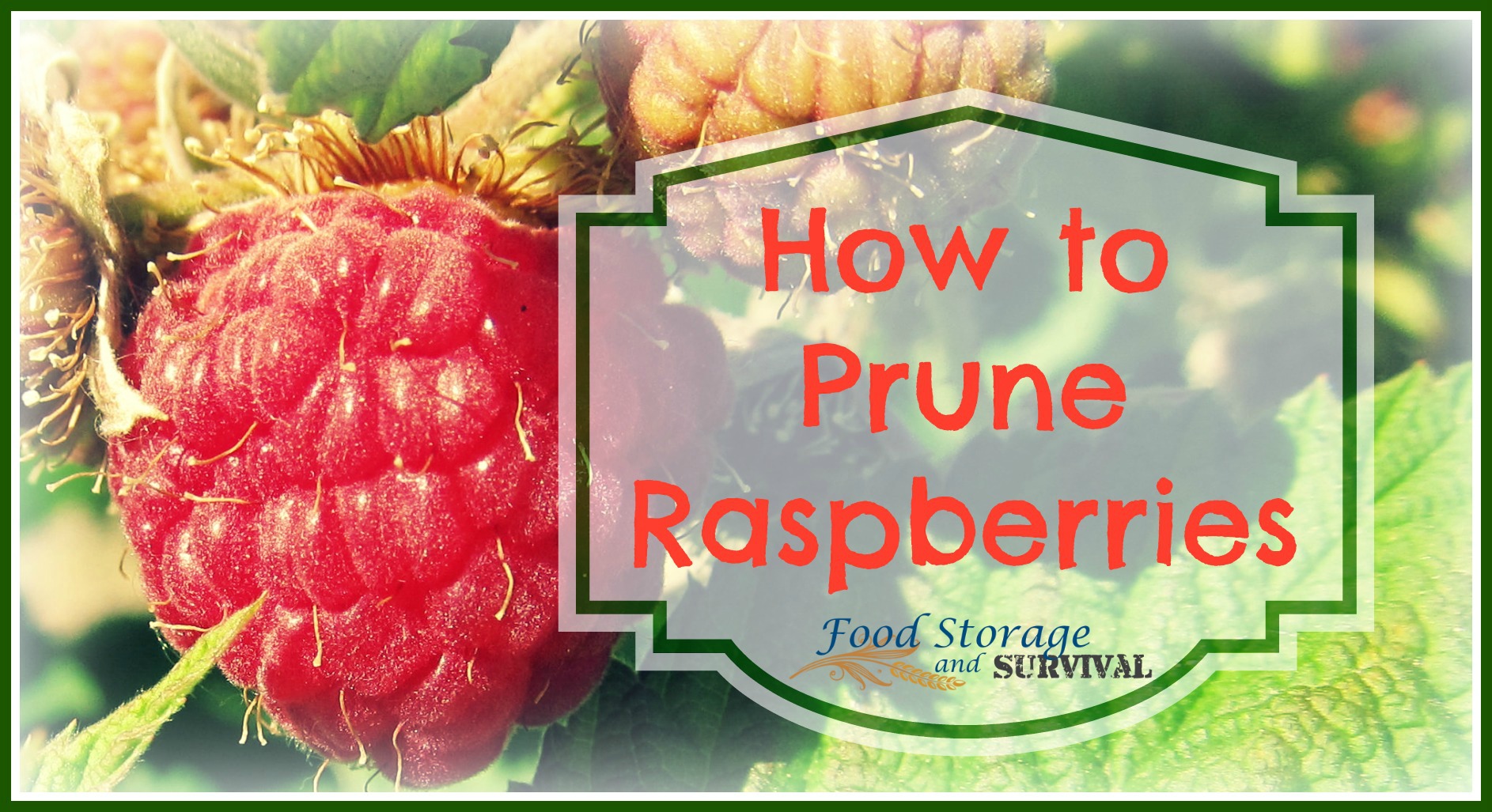How to Prune Summer Bearing Raspberries