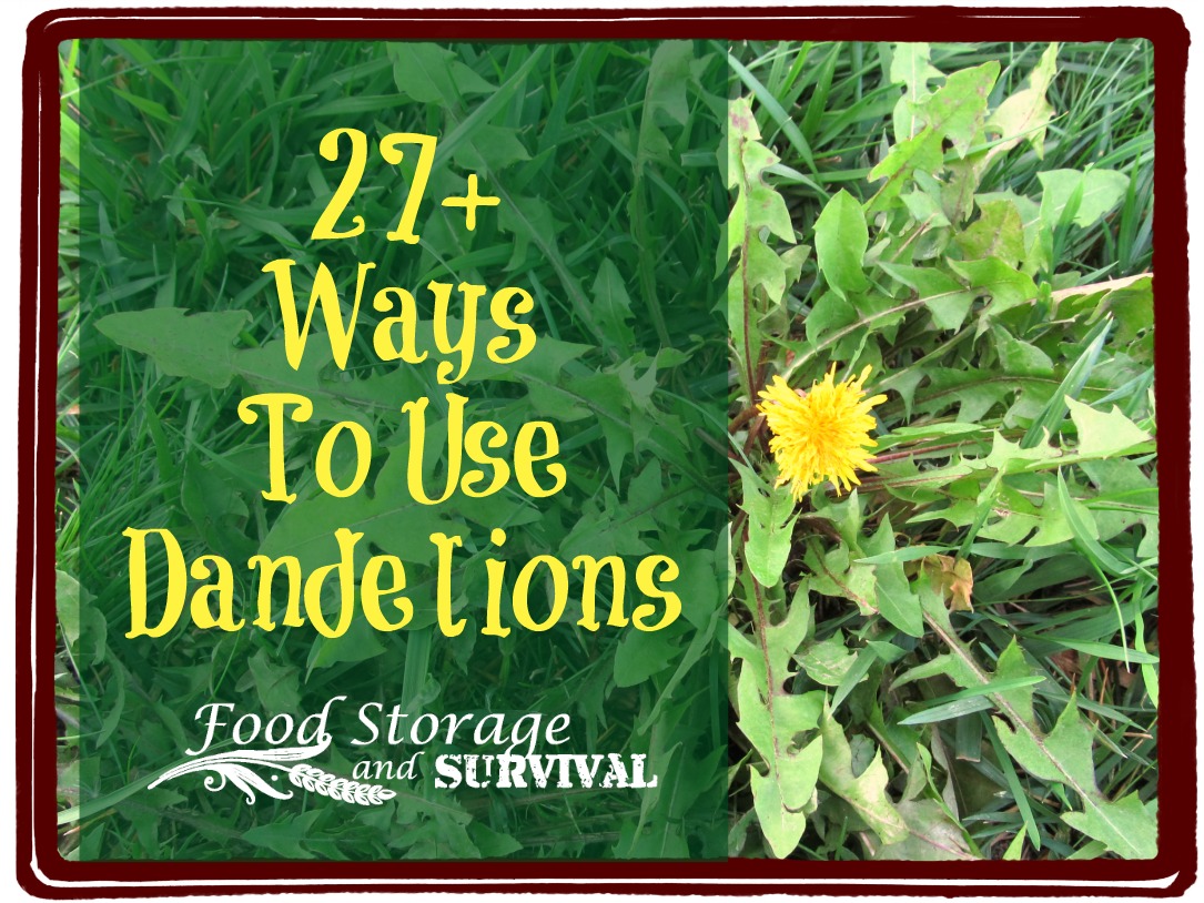 Hold off on the weed spray! Make dandelions your friends with these 27+ ways to use them!