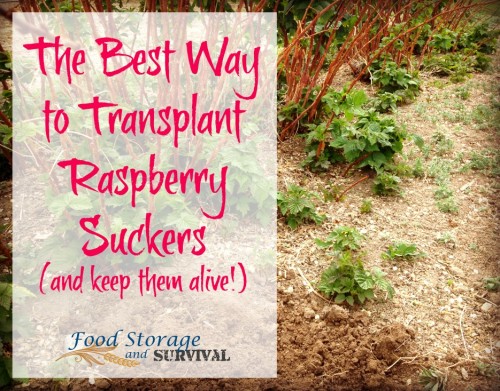 Get free plants by transplanting raspeberry suckers! Here's how to do it and keep them alive!