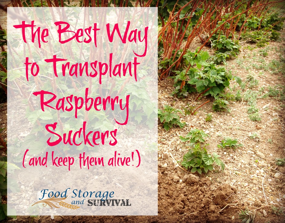 The Best Way to Transplant Raspberry Suckers (and Keep them Alive!)