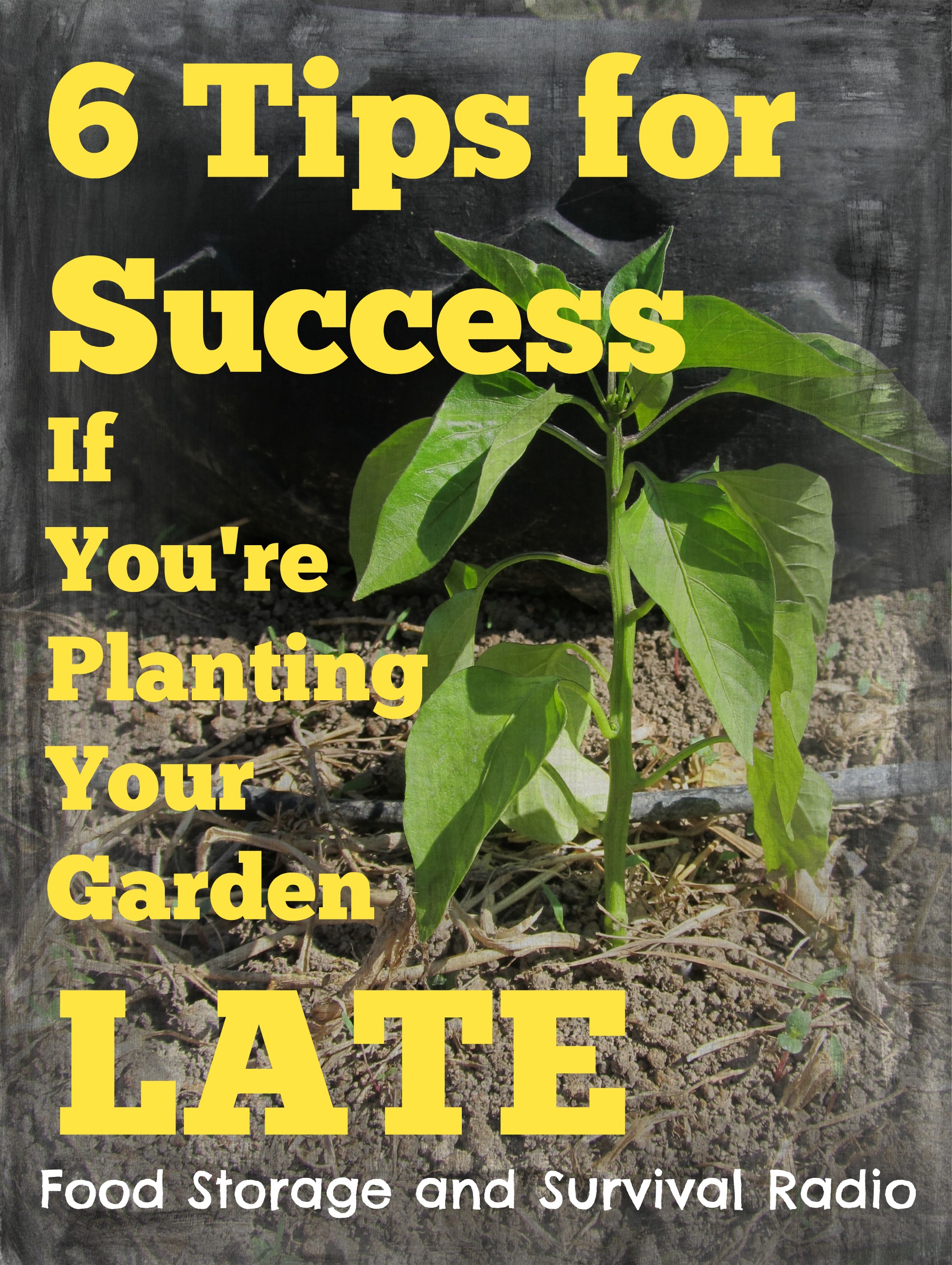 Food Storage and Survival Radio Episode 58: Six Tips for Success if You’re Planting Your Garden Late