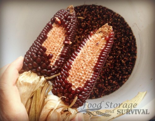 How to Get Dry Corn Off the Cob the Easy Way!  Food Storage and Survival