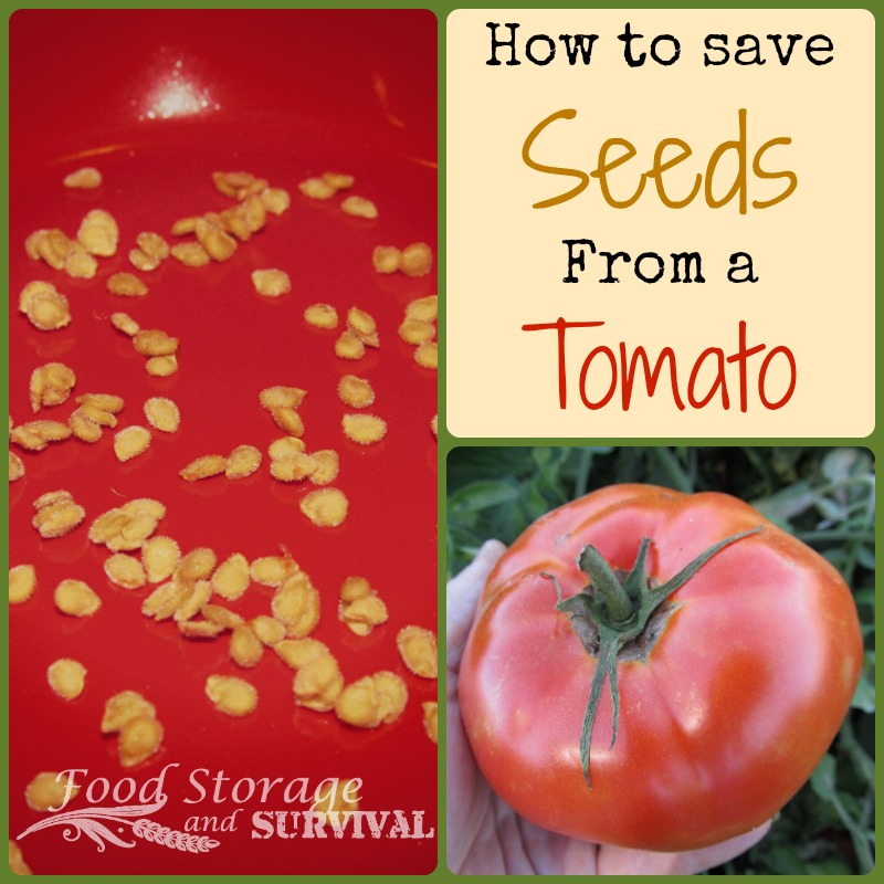 How to Save Seeds From a Tomato