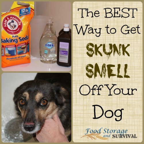 The BEST way to get skunk smell off your dog! Cheap and easy and it works!!