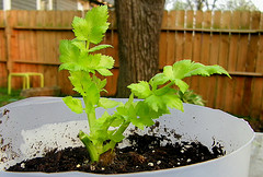Grow Celery from the stalk